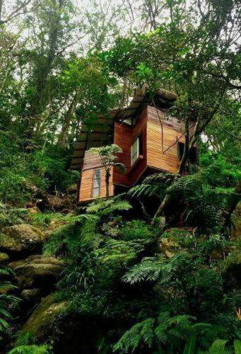 לינה וארוחת בוקר קנדי Jungle Tree House Rangala מראה חיצוני תמונה